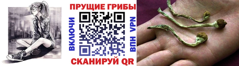 купить наркоту  Щигры  Псилоцибиновые грибы мухоморы 